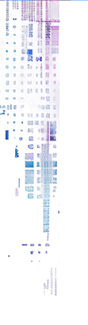 Exabeam